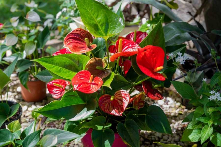 Un anthurium rouge luxuriant avec de nombreuses fleurs éclatantes et un feuillage vert brillant dans un environnement de serre.