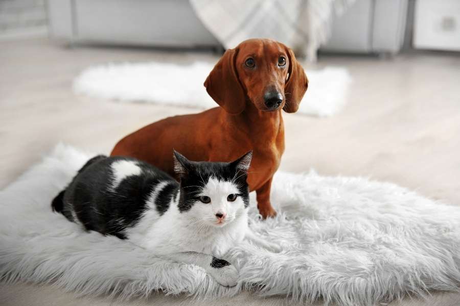 Un chien teckel et un chat noir et blanc posés sur un tapis d'extérieur à poils longs et doux.