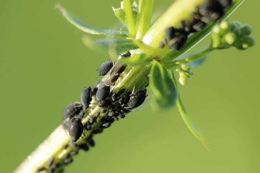 Gros plan macro d'une colonie dense de petits pucerons noirs suçant la sève d'une jeune tige de plante verte.